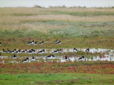 Nordstrander Salzwiese